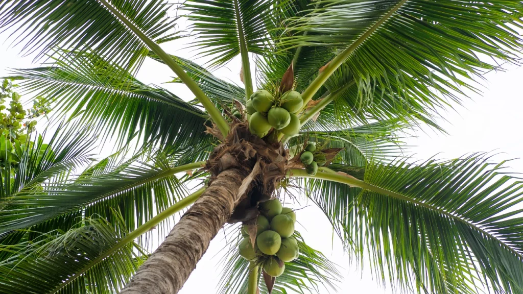 தென்னை மரம் கட்டுரை