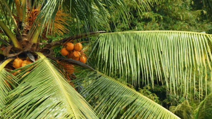 தென்னை மரத்தின் பயன்கள்